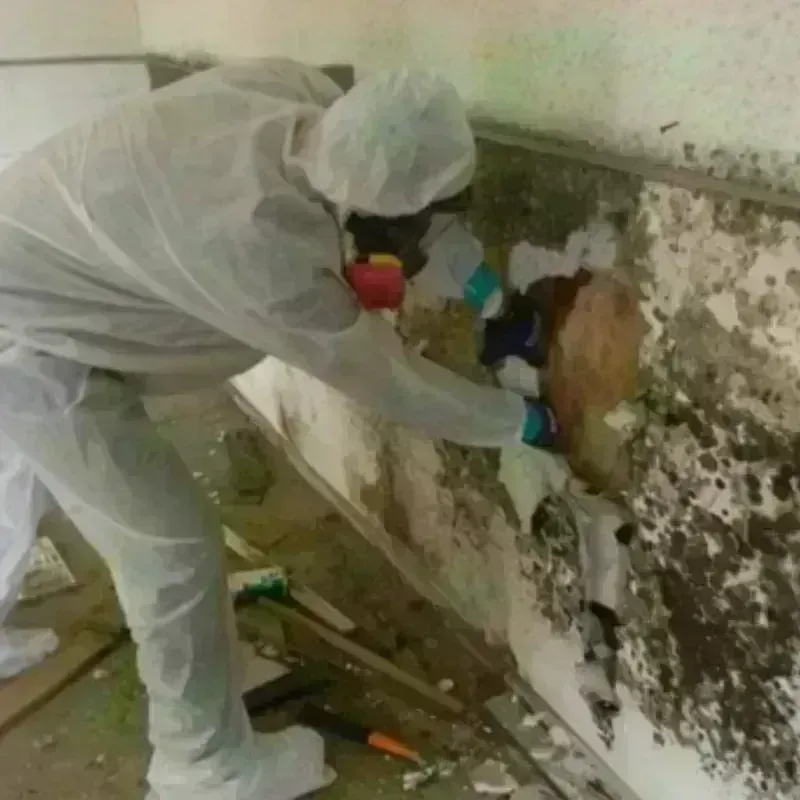 Mold Remediation and Removal in Clinton, CT